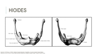 HIOIDES
Rouviére, H & Delmas, A (2005). Anatomía Humana Descriptiva, Topográfica y Funcional. España: Elsevier Masson
Brennan, PA, et al. (2016). Clinical Head and Neck Anatomy for Surgeons Estados Unidos: Taylor & Francis Group
 