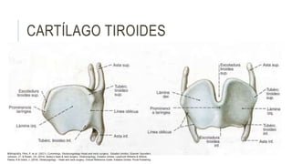 CARTÍLAGO TIROIDES
Bibliografía: Flint, P. et al. (2021). Cummings. Otolaryngology–head and neck surgery. Estados Unidos: Elsevier Saunders.
Johnson, JT- & Rosen, CA. (2014). Bailey’s head & neck surgery. Otolaryngology. Estados Unidos: Lippincott Williams & Wilkins.
Pasha, R & Golub, J. (2018). Otolaryngology – Head and neck surgery. Clinical Reference Guide. Estados Unidos: Plural Publishing
 