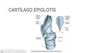 CARTÍLAGO EPIGLOTIS
Flint, P. et al. (2021). Cummings. Otolaryngology–head and neck surgery. Estados Unidos: Elsevier
Saunders.
Johnson, JT- & Rosen, CA. (2014). Bailey’s head & neck surgery. Otolaryngology. Estados Unidos: Lippincott Williams
& Wilkins.
Pasha, R & Golub, J. (2018). Otolaryngology – Head and neck surgery. Clinical Reference Guide. Estados Unidos:
 