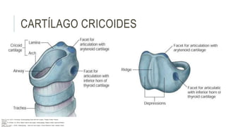 CARTÍLAGO CRICOIDES
Flint, P. et al. (2021). Cummings. Otolaryngology–head and neck surgery. Estados Unidos: Elsevier
Saunders.
Johnson, JT- & Rosen, CA. (2014). Bailey’s head & neck surgery. Otolaryngology. Estados Unidos: Lippincott Williams
& Wilkins.
Pasha, R & Golub, J. (2018). Otolaryngology – Head and neck surgery. Clinical Reference Guide. Estados Unidos:
 