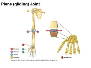 Plane (gliding) Joint
 