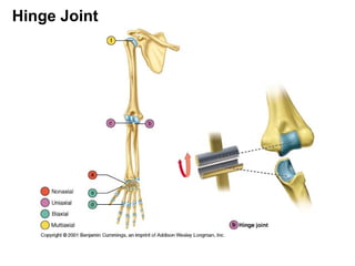 Hinge Joint
 