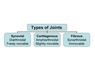 Types of Joints
Synovial
Diarthroidal
Freely movable
Cartilagenous
Amphiarthroidal
Slightly movable
Fibrous
Synarthroidal
Immovable
 