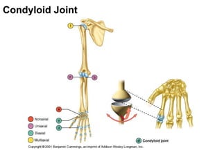 Condyloid Joint
 