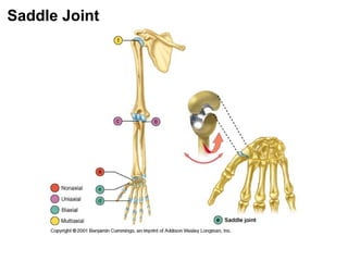 Saddle Joint
 