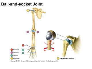 Ball-and-socket Joint
 
