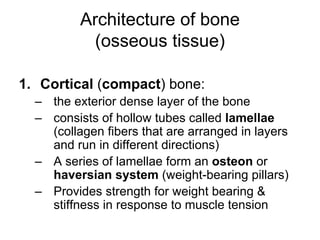 Architecture of bone
(osseous tissue)
1. Cortical (compact) bone:
– the exterior dense layer of the bone
– consists of hollow tubes called lamellae
(collagen fibers that are arranged in layers
and run in different directions)
– A series of lamellae form an osteon or
haversian system (weight-bearing pillars)
– Provides strength for weight bearing &
stiffness in response to muscle tension
 