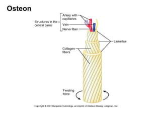 Osteon
 
