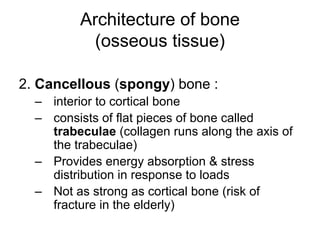 Architecture of bone
(osseous tissue)
2. Cancellous (spongy) bone :
– interior to cortical bone
– consists of flat pieces of bone called
trabeculae (collagen runs along the axis of
the trabeculae)
– Provides energy absorption & stress
distribution in response to loads
– Not as strong as cortical bone (risk of
fracture in the elderly)
 