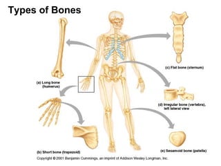 Types of Bones
 