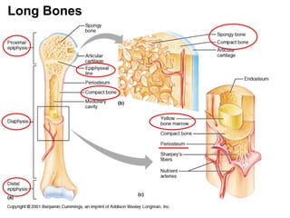 Long Bones
 