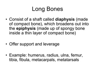 Long Bones
• Consist of a shaft called diaphysis (made
of compact bone), which broadens out into
the epiphysis (made up of spongy bone
inside a thin layer of compact bone)
• Offer support and leverage
• Example: humerus, radius, ulna, femur,
tibia, fibula, metacarpals, metatarsals
 