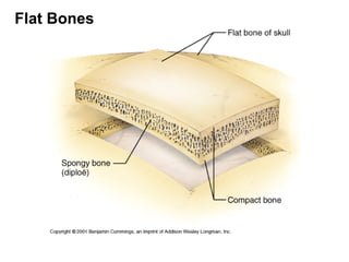 Flat Bones
 