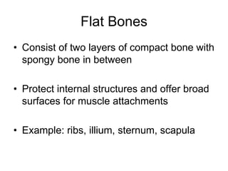 Flat Bones
• Consist of two layers of compact bone with
spongy bone in between
• Protect internal structures and offer broad
surfaces for muscle attachments
• Example: ribs, illium, sternum, scapula
 