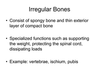 Irregular Bones
• Consist of spongy bone and thin exterior
layer of compact bone
• Specialized functions such as supporting
the weight, protecting the spinal cord,
dissipating loads
• Example: vertebrae, ischium, pubis
 