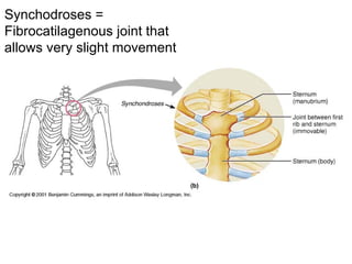 Synchodroses =
Fibrocatilagenous joint that
allows very slight movement
 