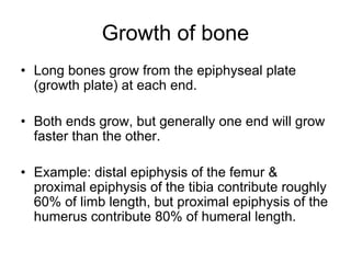 Growth of bone
• Long bones grow from the epiphyseal plate
(growth plate) at each end.
• Both ends grow, but generally one end will grow
faster than the other.
• Example: distal epiphysis of the femur &
proximal epiphysis of the tibia contribute roughly
60% of limb length, but proximal epiphysis of the
humerus contribute 80% of humeral length.
 