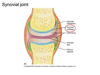 Synovial joint
 