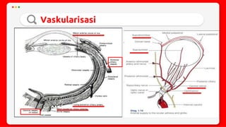 Trauma mekanik mata