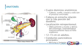 • Cuatro dominios anatómicos
• Cabeza, cuello, cuerpo y cola con
el proceso unicinado.
• Cabeza en estrecha relación
con la 2da porción del
duodeno.
• Localización retroperitoneal.
• Oblicuamente a través y detras
del estomago. Extendiéndose
transversamente hacia el hilio
esplénico.
• 12-15 cm en adultos.
• Conductos pancreáticos
principales
• Wirsung y Sartorini.
 