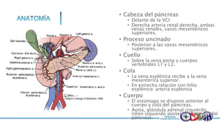 • Cabeza del páncreas
• Delante de la VCI
• Derecha arteria renal derecha, ambas
venas renales, vasos mesentéricos
superiores.
• Proceso uncinado
• Posterior a las vasos mesentéricos
superiores.
• Cuello
• Sobre la vena porta y cuerpos
vertebrales L1 y L2.
• Cola
• La vena esplénica recibe a la vena
mesentérica superior.
• En estrecha relación con hilio
esplénico: arteria esplenica
• Cuerpo
• El estomago se dispone anterior al
cuerpo y cola del páncreas.
• Aorta, glándula adrenal izquierda,
riñón izquierdo posterior al cuerpo del
páncreas.
 