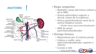 • Riego sanguíneo
• Multiples ramas del tronco celiaco y
de la AMS.
• Arteria pancreática superior y
dorsal, ramas de la esplénica..
• Arteria gastroduodenal rama de la
arteria hepática común.
• Divide ramas pancreaticoduodenales.
• AMS da ramas
pancreaticoduodenales
• Drenaje Venoso
• Mayormente por el sistema portal.
• Cabeza y cuello: vena
pancreaticoduodenales superior e
inferior.
• Cuerpo y cola
• Vena esplénica
 