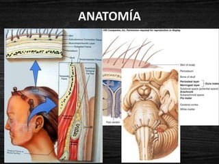ANATOMÍA
 