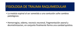 FISIOLOGIA DE TRAUMA RAQUIMEDULAR
• La medula espinal al ser sometida a una contusión sufre cambios
patológicos:
• Hemorragias, edema, necrosis neuronal, fragmentación axonal y
desmielinizacion, en conjunto finalmente forma una cavidad quística.
 