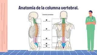 Anatomíade la columna vertebral.
 