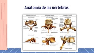 Anatomíade las vértebras.
 