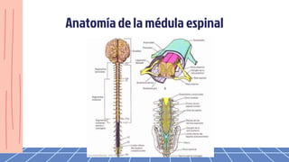 Anatomíade la médula espinal
 