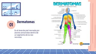 01
Dermatomas
Es el área de piel inervada por
axones sensoriales dentro de
un segmento de la raíz
nerviosa.
 