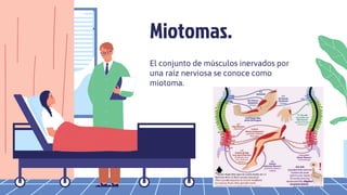 Miotomas.
El conjunto de músculos inervados por
una raíz nerviosa se conoce como
miotoma.
 