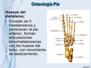 Huesos del
metatarso:
• Constan de 5
metatarsianos y
pertenecen al pie
anterior, forman
articulaciones
tarsometatarsianas
con los huesos del
tarso, con movimiento
de deslizamiento.
Osteología Pie
 