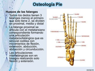 Huesos de las falanges
• Todos los dedos tienen 3
falanges menos el primero
que solo tiene 2, se dividen
en proximal, media y distal
• La falange proximal se
articula con el metatarsiano
correspondiente formando
una articulación
metatarsofalángica que es
sinovial codilea con
movimientos de flexión,
extensión, abducción,
abducción y circunducción.
• Las articulaciones
interfalángicas son en
bisagra realizando solo
flexión y extensión.
Osteología Pie
 