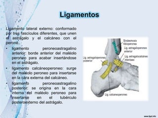 Ligamento lateral externo: conformado
por tres fascículos diferentes, que unen
el astrágalo y el calcáneo con el
peroné.
• ligamento peroneoastragalino
anterior: borde anterior del maléolo
peroneo para acabar insertándose
en el astrágalo.
• ligamento calcáneoperoneo: surge
del maléolo peroneo para insertarse
en la cara externa del calcáneo.
• ligamento peroneoastragalino
posterior: se origina en la cara
interna del maléolo peroneo para
insertarse en el tubérculo
posteroexterno del astrágalo.
Ligamentos
 