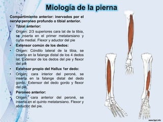 Compartimiento anterior: inervados por el
nervio peroneo profundo o tibial anterior.
• Tibial anterior:
• Origen: 2/3 superiores cara lat de la tibia,
se inserta en el primer metatarsiano y
cuña medial. Flexor y aductor del pie
• Extensor común de los dedos:
• Origen: Cóndilo lateral de la tibia, se
inserta en la falange distal de los 4 dedos
lat. Extensor de los dedos del pie y flexor
del pie
• Extensor propio del Hallux 1er dedo:
• Origen: cara interior del peroné, se
inserta en la falange distal del dedo
gordo. Extensor del dedo gordo y flexor
del pie.
• Peroneo anterior:
• Origen: cara anterior del peroné, se
inserta en el quinto metatarsiano. Flexor y
abductor del pie.
Miología de la pierna
 