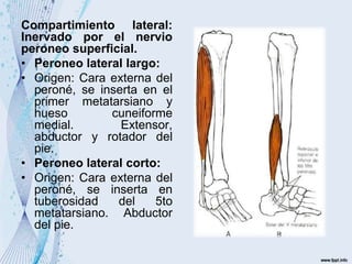 Compartimiento lateral:
Inervado por el nervio
peroneo superficial.
• Peroneo lateral largo:
• Origen: Cara externa del
peroné, se inserta en el
primer metatarsiano y
hueso cuneiforme
medial. Extensor,
abductor y rotador del
pie.
• Peroneo lateral corto:
• Origen: Cara externa del
peroné, se inserta en
tuberosidad del 5to
metatarsiano. Abductor
del pie.
 