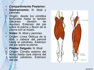 • Compartimiento Posterior:
• Gastrocnemio: N. tibial y
peroneo
• Origen: desde los cóndilos
femorales hasta el tendón
calcáneo (tendón de
Aquiles). Extensor del pie
sobre la pierna y flexor de la
pierna con el muslo.
• Soleo: N. tibial y peroneo
• Origen: Línea Oblicua de la
tibia y cabeza del peroné
hasta el calcáneo. Extensor
del pie sobre la pierna.
• Plantar Delgado: N. tibial
• Origen: Cóndilo externo del
fémur hasta cara interna del
tendón calcáneo. Extensor
del pie.
 