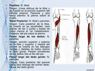 • Poplíteo: N. tibial
• Origen: Línea oblicua de la tibia y
se inserta en la porción superior del
cóndilo externo. Flexiona y gira
hacia adentro la pierna sobre el
muslo.
• Tibial Posterior: N. tibial y peroneo
• Origen: Cara posterior de la tibia,
se inserta en es escafoides, cara
plantar de las 3 cuñas y bases de
todos menos el 1er metatarsiano.
Extensor del pie sobre la pierna.
• Flexor largo de los dedos: N.
peroneo
• Origen: porción superior y externa
de la tibia y superior y medial del
peroné se inserta en las falanges
medias y distales de todos menos
el dedo gordo. Flexión simultanea
de los dedos 2do al 5to del pie.
• Flexor largo del dedo gordo: N.
peroneo
• Origen: Cara posterior del peroné
hasta 3era falange del primer dedo.
Flexor del dedo gordo.
 
