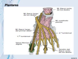 Plantares
• Interóseo Plantares: N. plantar lat
• Origen: Base y lado medial de los
metatarsianos 3-4-5, hasta lado medial de las
falanges de los dedos 3-4-5. Aducción y flexión
de los 3 dedos lat de los pies.
• Músculos Lumbricales del pie: inervados:
1ero por N. plantar medial, 2-3-4 N. plantar
lateral.
• Origen: tendones del musculo flexor largo de
los dedos hasta lado medial de las falanges
proximales y tendones extensores de los 4
dedos laterales. Flexión de los dedos en las
articulaciones metatarsofalangicas.
• Flexor corto de los dedos: N. plantar y rama
del tibial
• Origen: Calcáneo hasta 2 falange desde 2do
hasta el 5to dedo. Flexión de la 2 falange del
2do al 4to dedo.
 