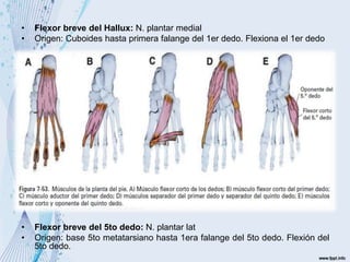 • Flexor breve del Hallux: N. plantar medial
• Origen: Cuboides hasta primera falange del 1er dedo. Flexiona el 1er dedo
• Aductor de Hallux: N. plantar lat
• Origen: Vientre oblicuo (cuboides y base de 3er y 4to metatarsiano) y
vientre transversal (en la cabeza de 3er, 4to y 5to metatarsiano), ambos
hasta cara lat de la primera falange del 1er dedo. Aducción del 1er dedo.
• Abductor del Hallux: N. plantar interno
• Origen: tuberosidad calcáneo hasta parte proximal y lat de la primera
falange del 1er dedo. Abducción del 1er dedo
• Abductor del 5to dedo: N. plantar lat
• Origen: Aponeurosis plantar, hasta parte lat de las falanges del 5to dedo.
Abducción del 5to dedo.
• Oponente del 5to dedo: N. plantar lat
• Origen: parte anterior del cuboides hasta diáfisis del 5to metatarsiano.
Flexión del 5to metatarsiano
• Flexor breve del 5to dedo: N. plantar lat
• Origen: base 5to metatarsiano hasta 1era falange del 5to dedo. Flexión del
5to dedo.
 