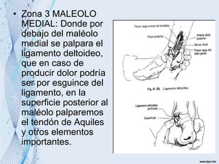 • Zona 3 MALEOLO
MEDIAL: Donde por
debajo del maléolo
medial se palpara el
ligamento deltoideo,
que en caso de
producir dolor podría
ser por esguince del
ligamento, en la
superficie posterior al
maléolo palparemos
el tendón de Aquiles
y otros elementos
importantes.
 