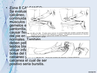 • Zona 8 CALCANEO:
Se evaluara el tendón
calcáneo, probando la
continuidad de los
músculos soleo y
gemelos exprimiendo la
pantorrilla, esto debería
causar flexión plantar
del pie en condiciones
normales. También
deben pellizcarse los
tejidos blandos para
ubicar inflamación de la
bolsa del tendón
calcáneo y la bolsa
calcanea el cual de ser
positivo seria bursitis.
 