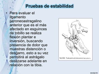 • Para evaluar el
ligamento
peroneoastragalino
anterior que es el más
afectado en esguinces
de tobillo se realiza
flexión plantar e
inversión, buscando
presencia de dolor que
muestras distención o
desgarro, esto a su vez
permitirá al astrágalo
deslizarse adelante en
relación con la tibia.
Pruebas de estabilidad
 