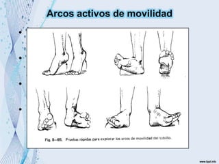 • Flexión plantar se prueba
poniéndose de puntas.
• Dorsiflexion del pie se prueba
apoyándose en los talones
• Inversión se prueba parándose en
los bordes lat de los pies
• Eversión se prueba parándose en
los bordes mediales de los pies
Arcos activos de movilidad
 