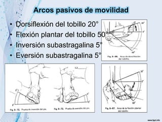 • Dorsiflexión del tobillo 20°
• Flexión plantar del tobillo 50°
• Inversión subastragalina 5°
• Eversión subastragalina 5°
Arcos pasivos de movilidad
 