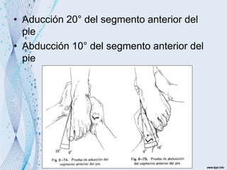• Aducción 20° del segmento anterior del
pie
• Abducción 10° del segmento anterior del
pie
 
