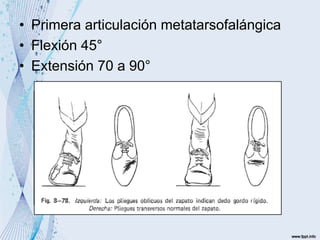 • Primera articulación metatarsofalángica
• Flexión 45°
• Extensión 70 a 90°
 