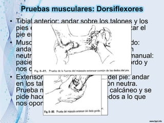 • Tibial anterior: andar sobre los talones y los
pies en inversión. Prueba manual: forzar el
pie en flexión plantar y eversión.
• Musculo extensor propio del dedo gordo:
andar en los talones y pies en posición
neutra para palpar el tendón. Prueba manual:
paciente hace dorsiflexión del dedo gordo y
nos oponemos.
• Extensor común de los dedos del pie: andar
en los talones y pies en posición neutra.
Prueba manual: se sostiene el calcáneo y se
pide hacer extensión de los dedos a lo que
nos oponemos.
Pruebas musculares: Dorsiflexores
 